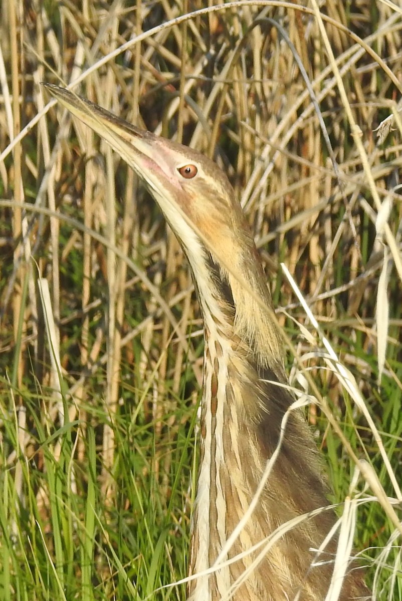 American Bittern - ML460034431