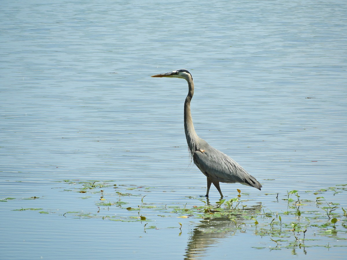 Great Blue Heron - ML460034601