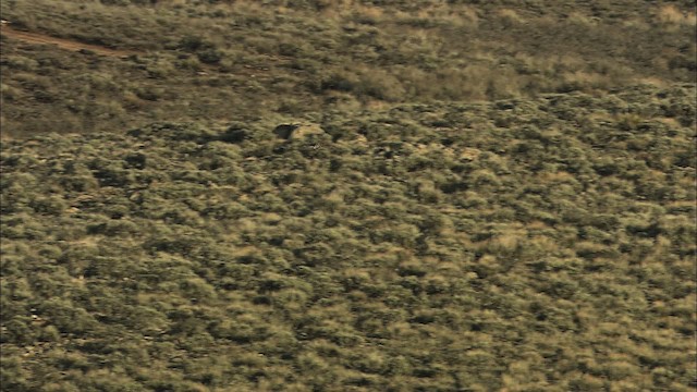 Gunnison Sage-Grouse - ML460035