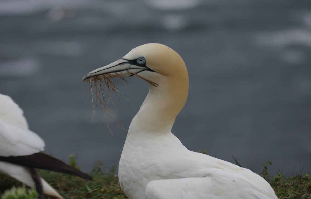 Northern Gannet - ML460036501