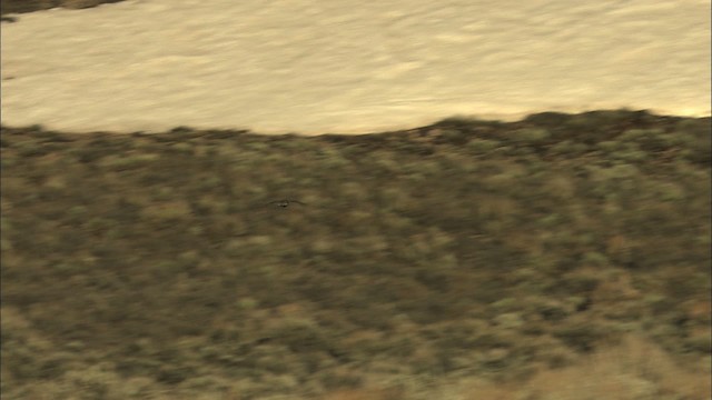 Gunnison Çalı Tavuğu - ML460038
