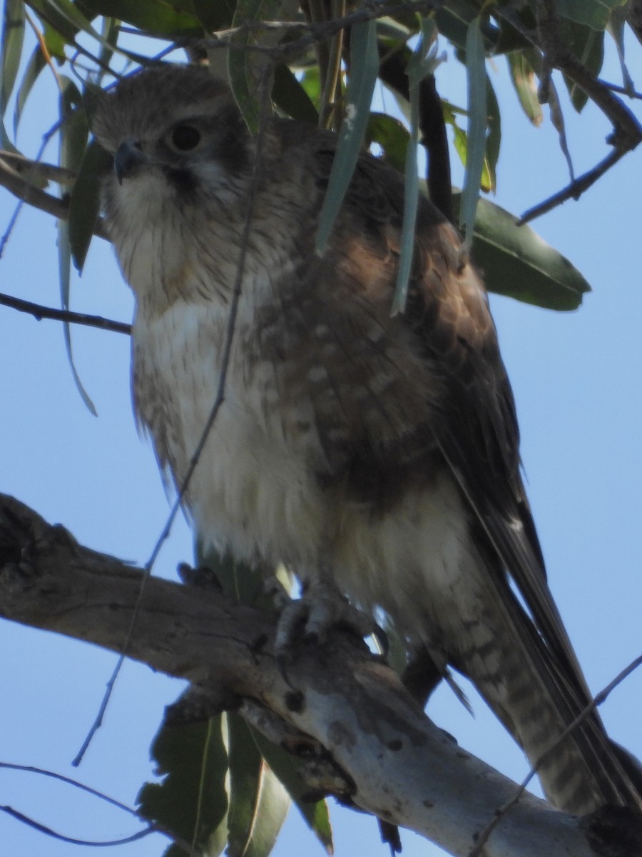 Crécerelle d'Australie - ML460038601