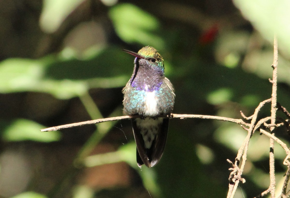 fiolstrupekolibri - ML460038981