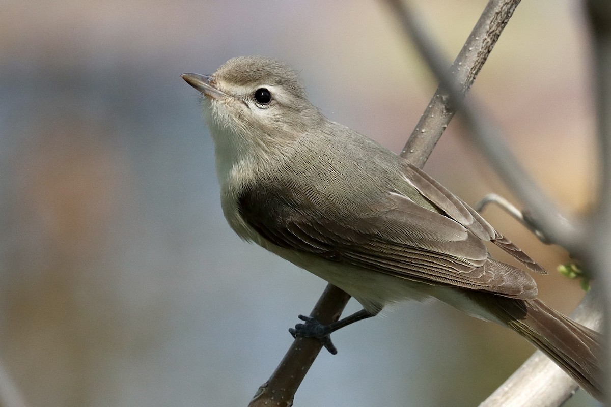 Warbling Vireo - Justin Della Mora Duquette