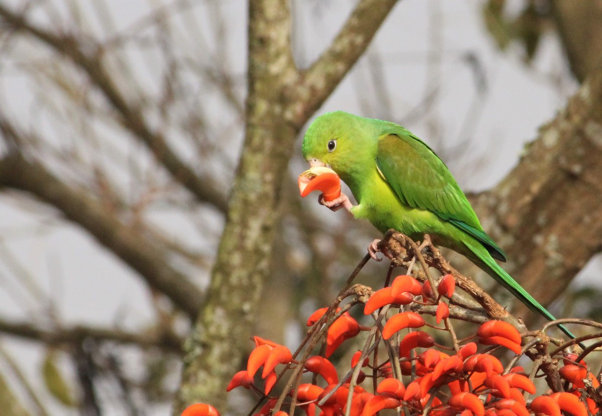 Plain Parakeet - ML460042581