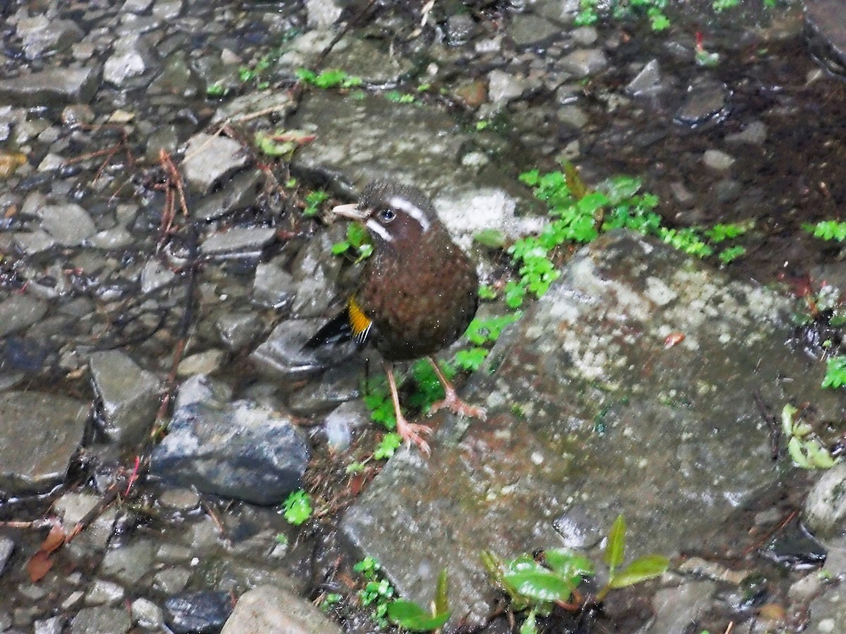 White-whiskered Laughingthrush - ML460043501