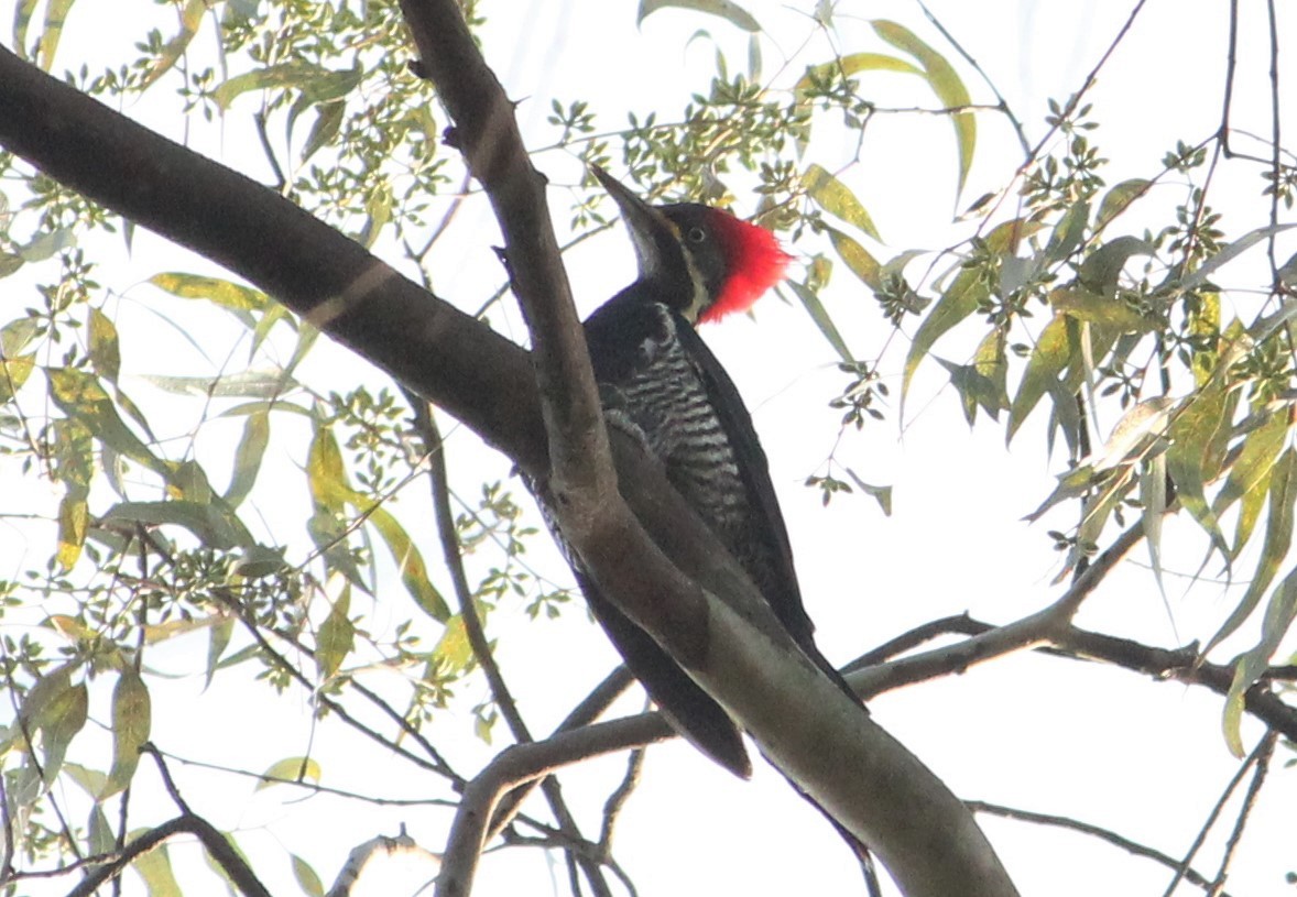 Lineated Woodpecker - Miguel  Magro