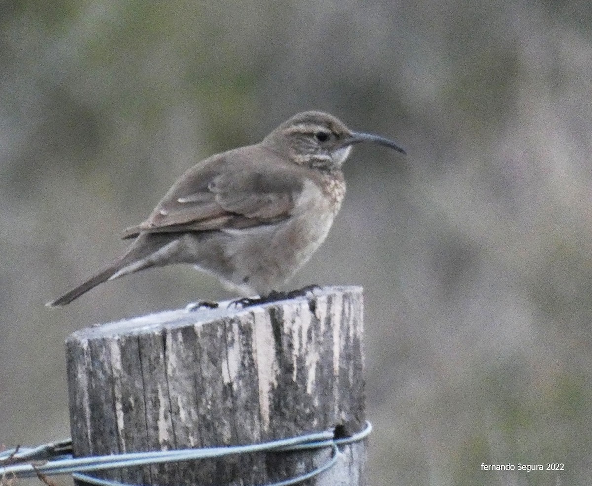 Scale-throated Earthcreeper - ML460044651