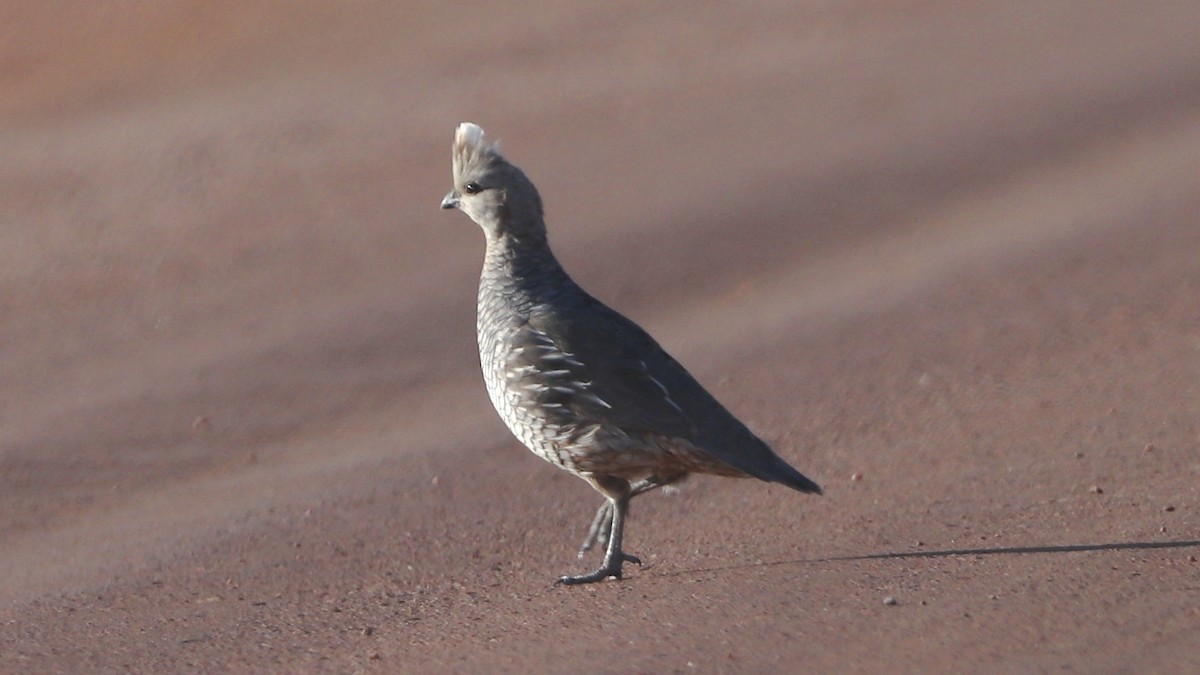 Scaled Quail - ML460047981