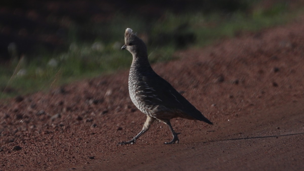 Scaled Quail - ML460048001