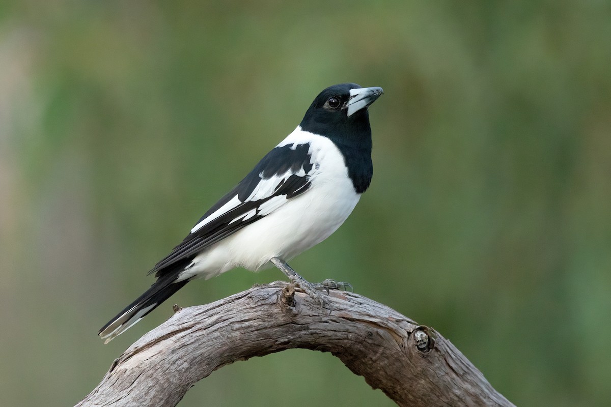 Pied Butcherbird - ML460048661