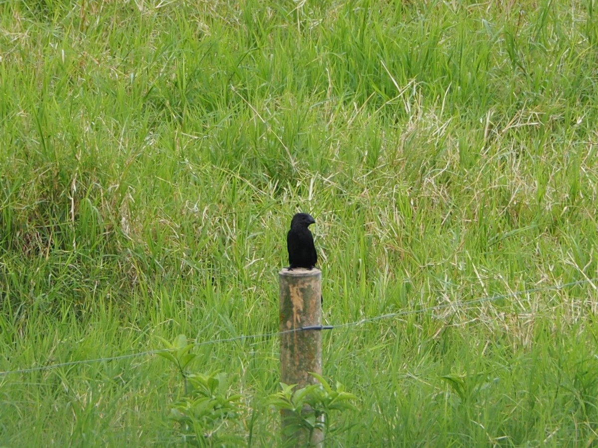 Smooth-billed Ani - ML460049001