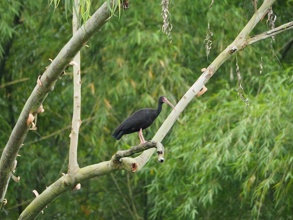 ibis tmavý - ML460049291