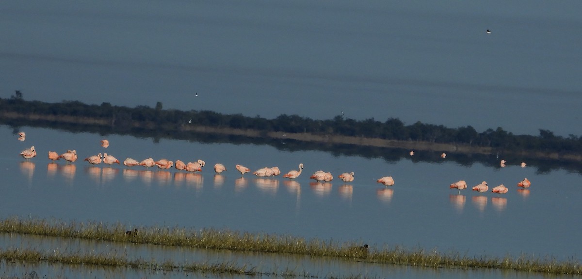 Chilean Flamingo - Laura González