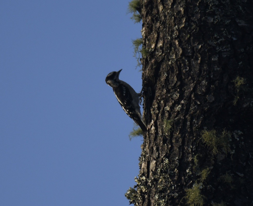 Downy/Hairy Woodpecker - ML460049801