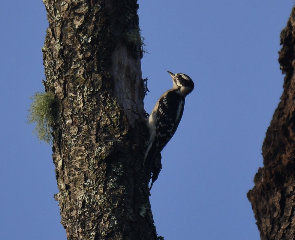 Downy/Hairy Woodpecker - ML460049861