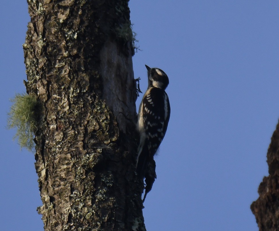 Downy/Hairy Woodpecker - ML460049871