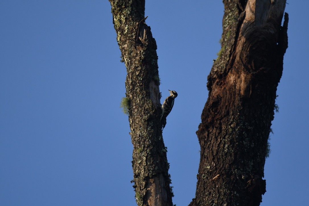 Downy/Hairy Woodpecker - ML460049931