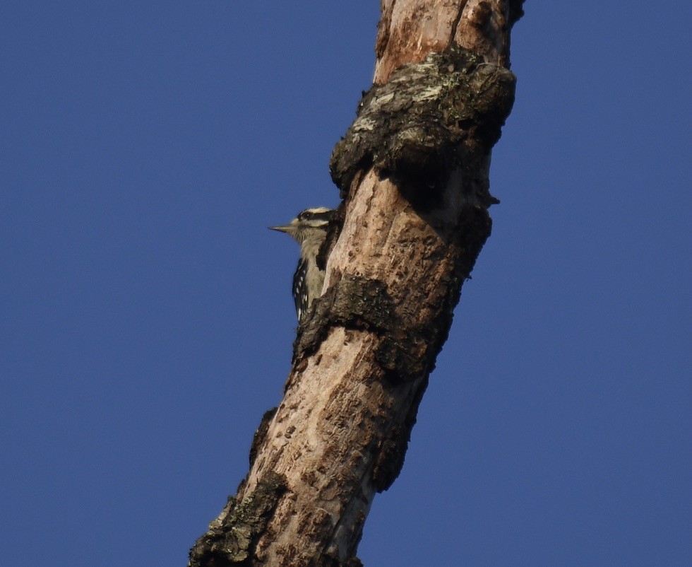 Downy/Hairy Woodpecker - ML460049971