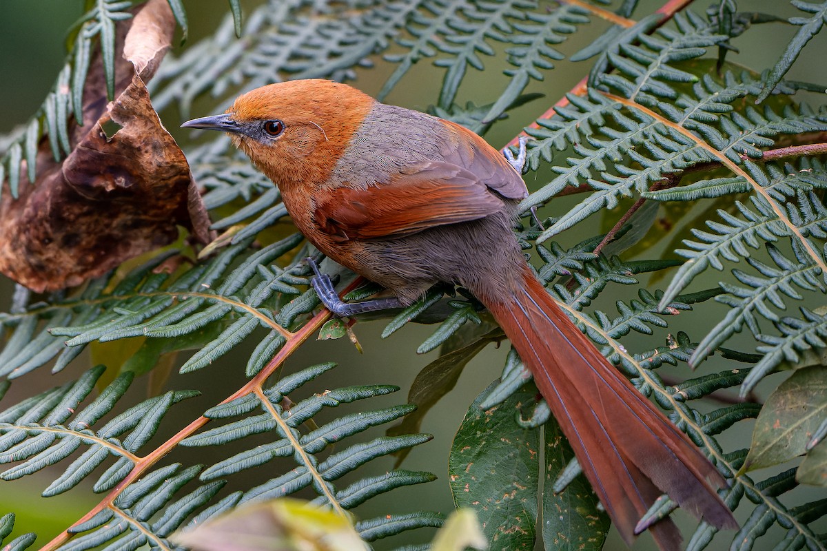 Rusty-headed Spinetail - William Hemstrom