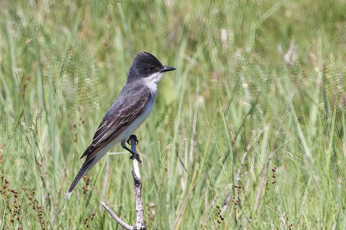 Eastern Kingbird - ML460051881