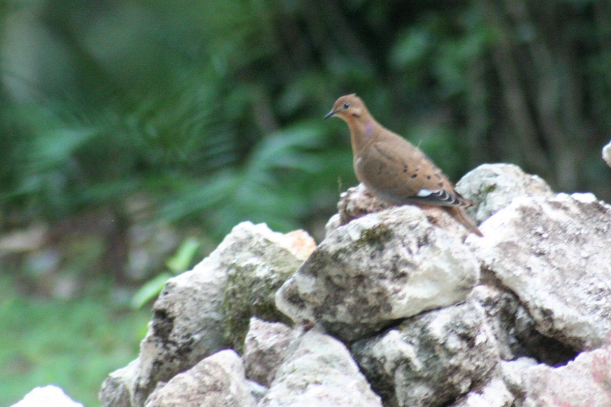 Zenaida Dove - Brendan Fogarty