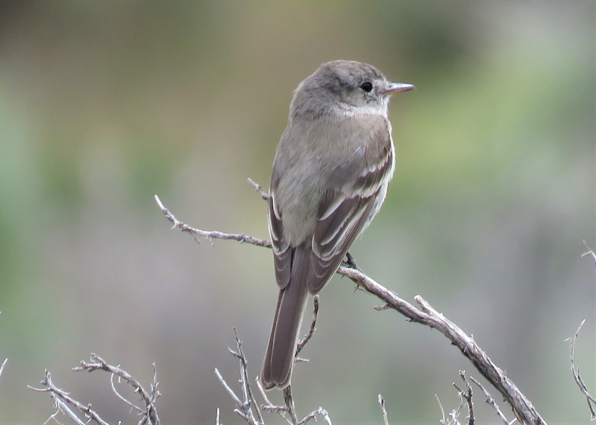 Gray Flycatcher - ML460053891