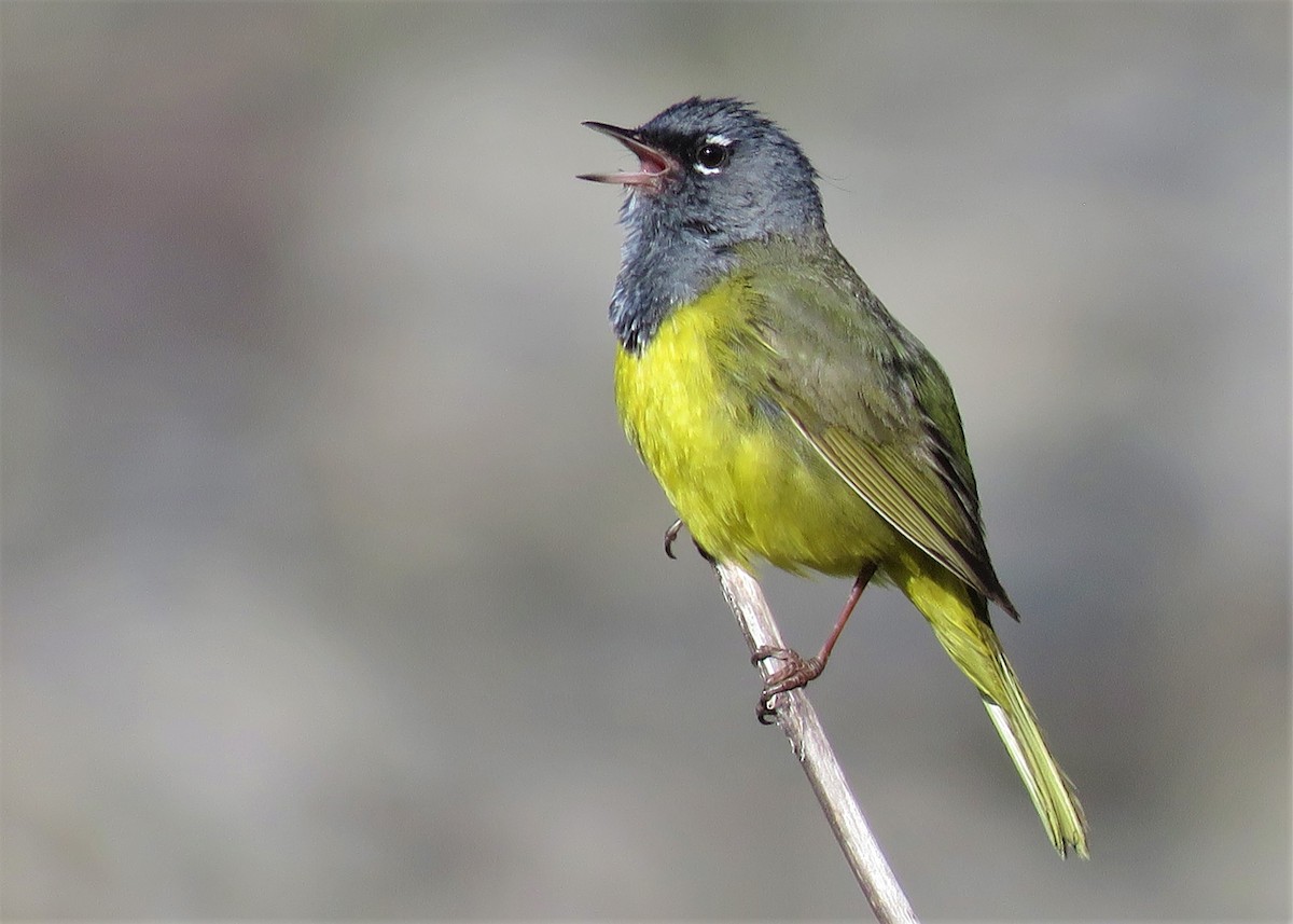 MacGillivray's Warbler - ML460054651