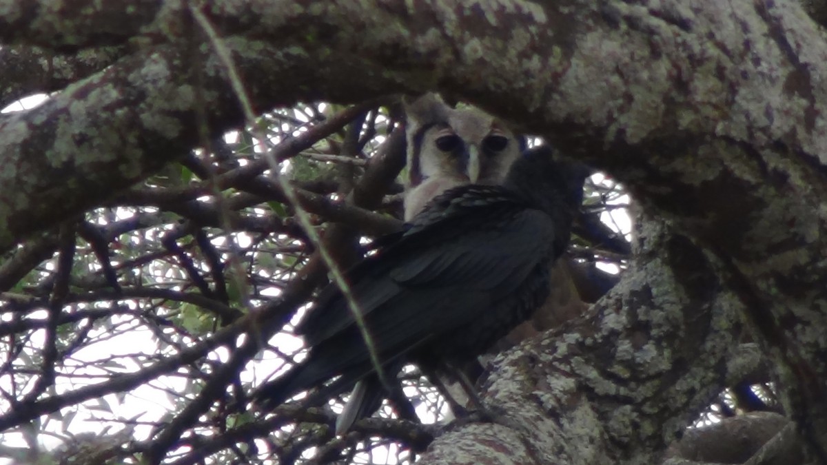 Verreaux's Eagle-Owl - ML46005601