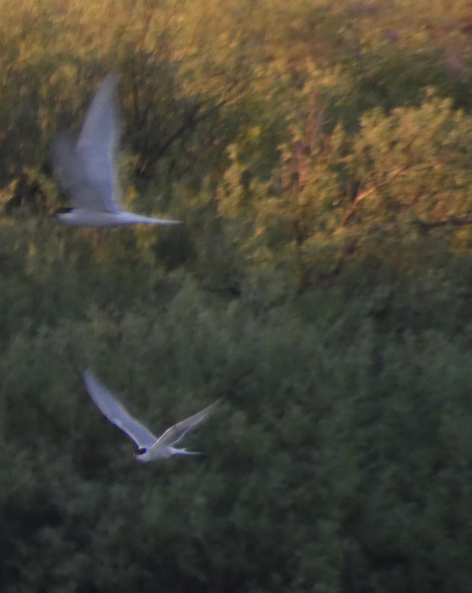 Arctic Tern - ML460056311