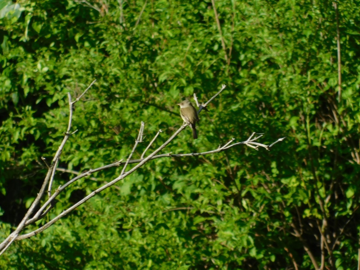 Willow Flycatcher - ML460056521