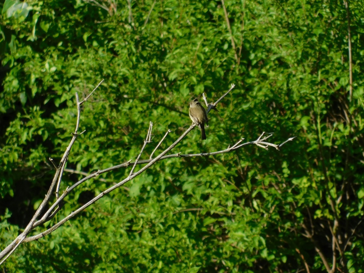 Willow Flycatcher - ML460056541