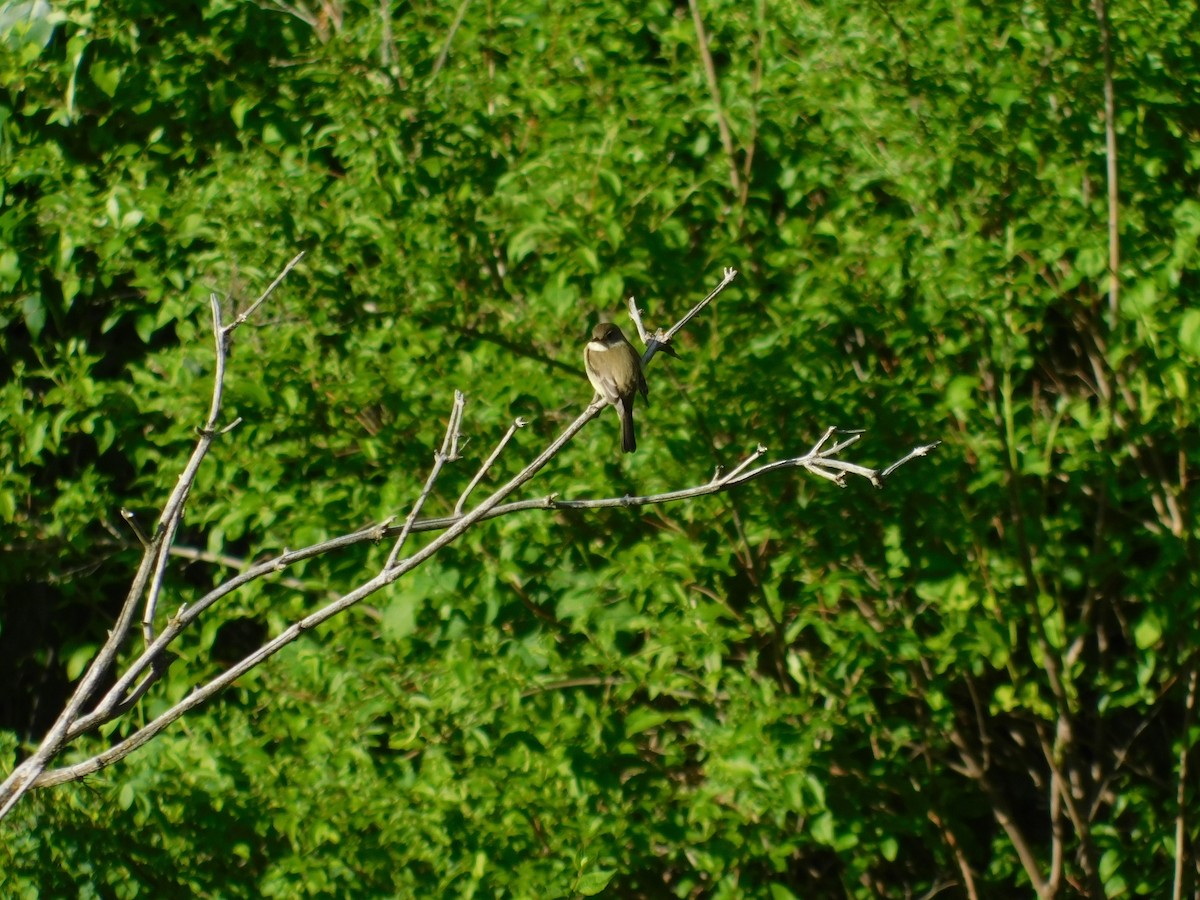 Willow Flycatcher - ML460056571