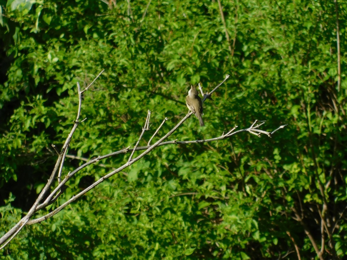 Willow Flycatcher - ML460056581