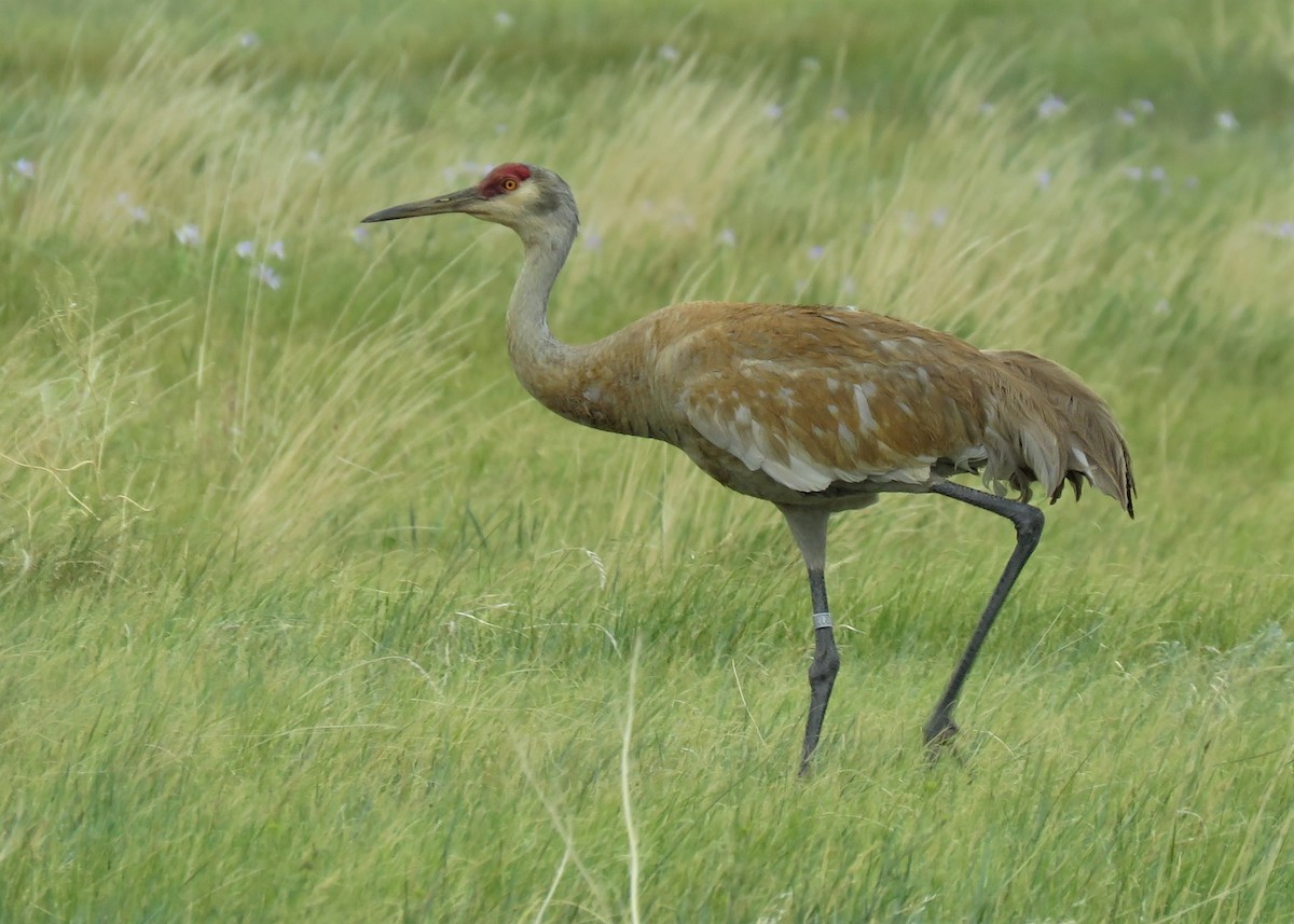 Sandhill Crane - ML460057481