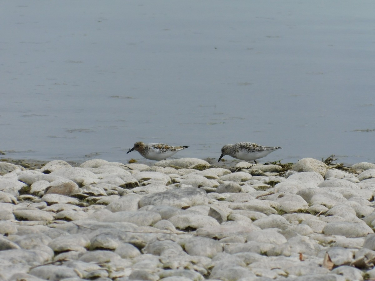 Bécasseau sanderling - ML460057561