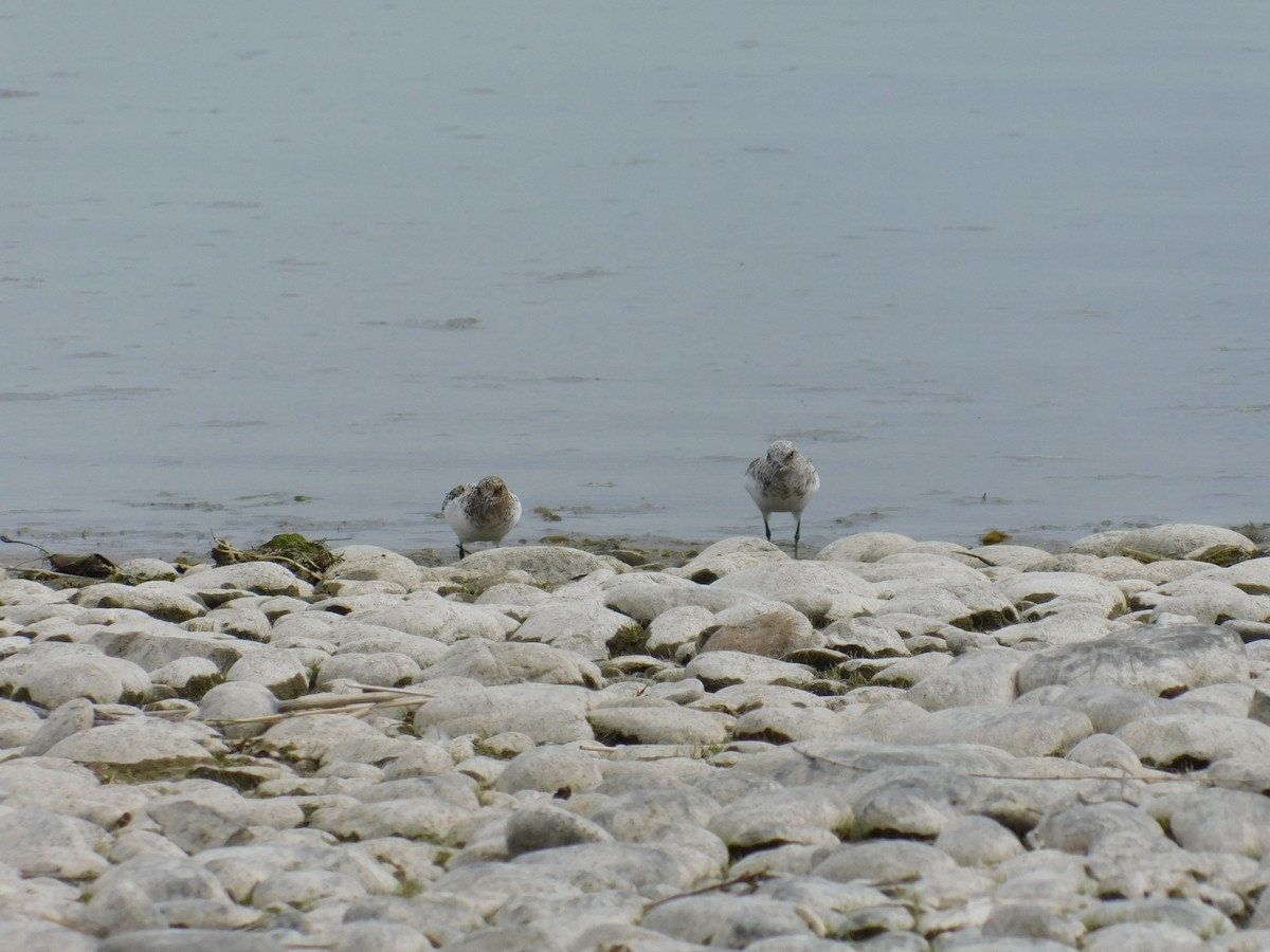 Bécasseau sanderling - ML460057621