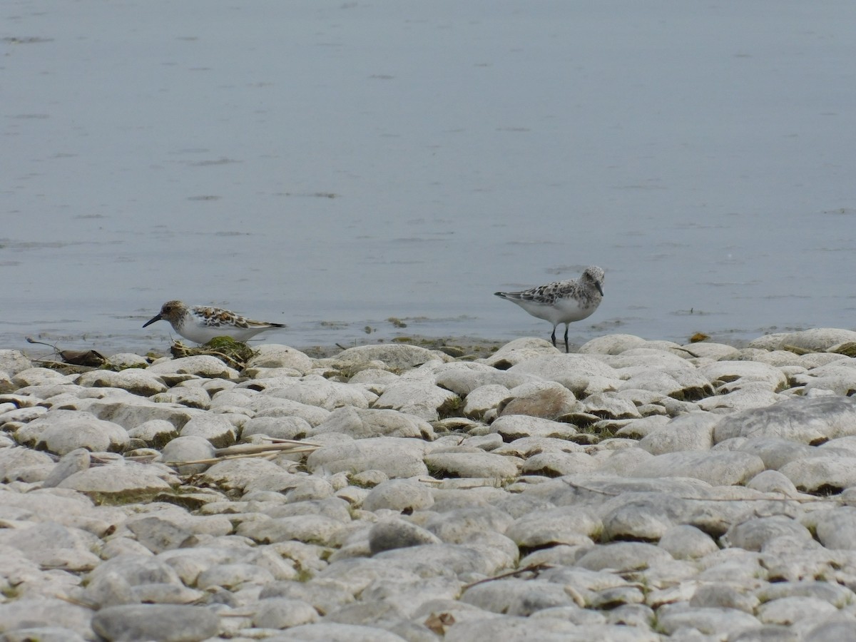 Bécasseau sanderling - ML460057631