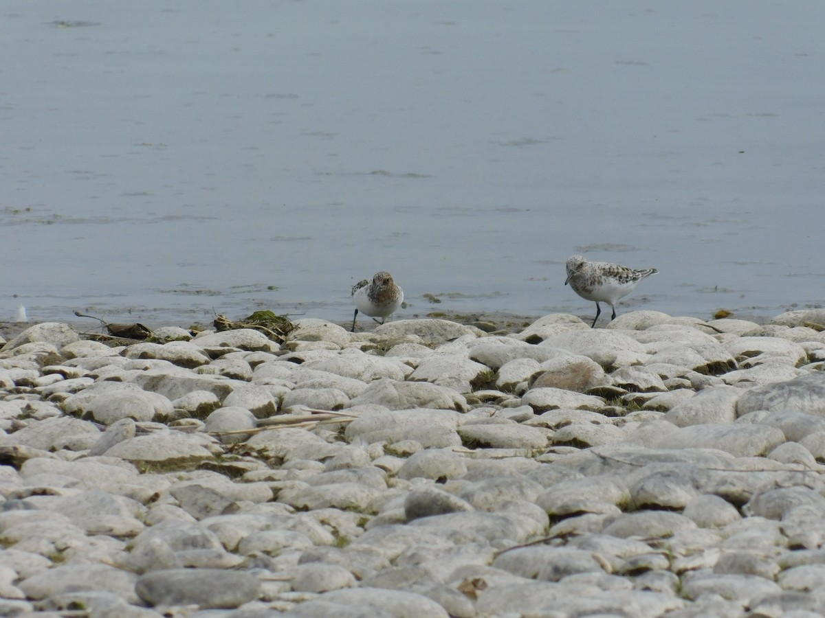 Bécasseau sanderling - ML460057681