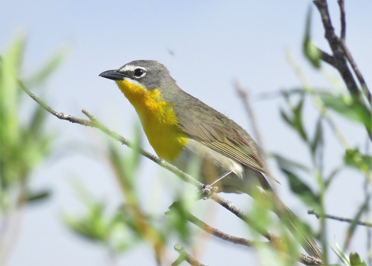 Yellow-breasted Chat - ML460057771