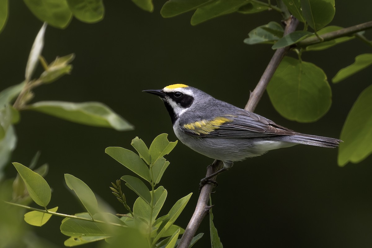 Golden-winged Warbler - ML460059091