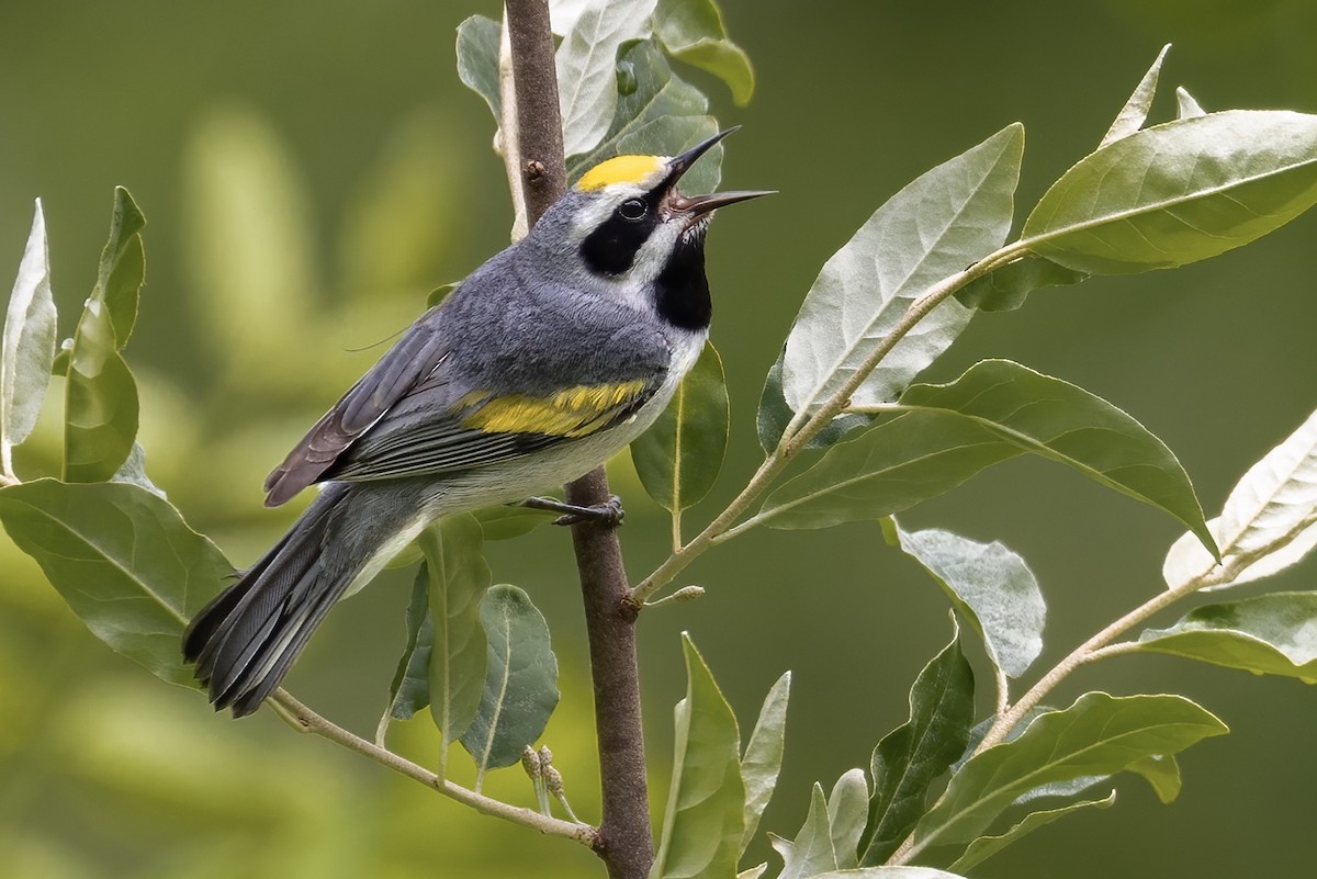 Golden-winged Warbler - ML460059101