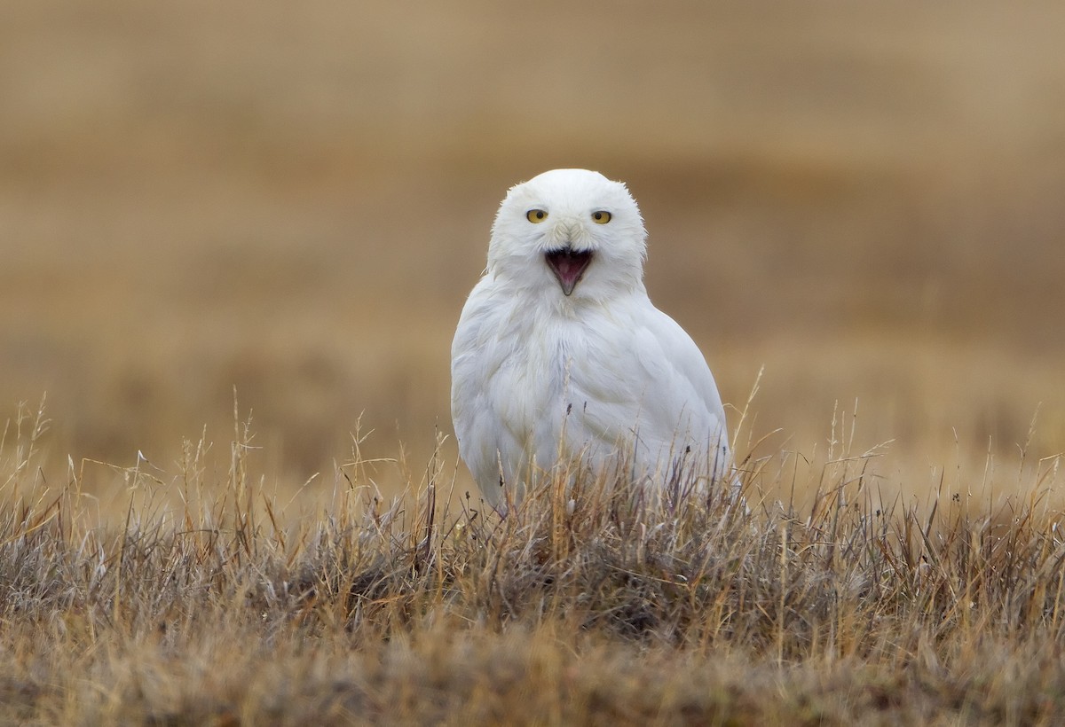 Snowy Owl - Mark Chappell