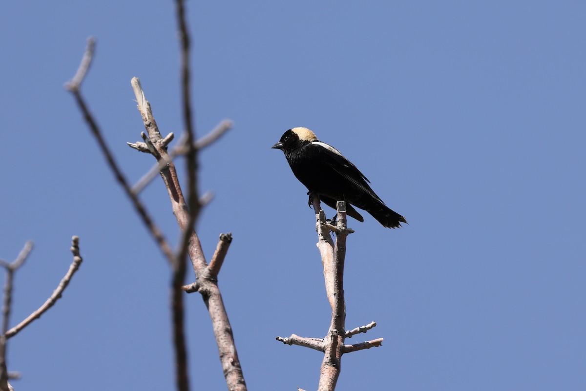 Bobolink - ML460059951