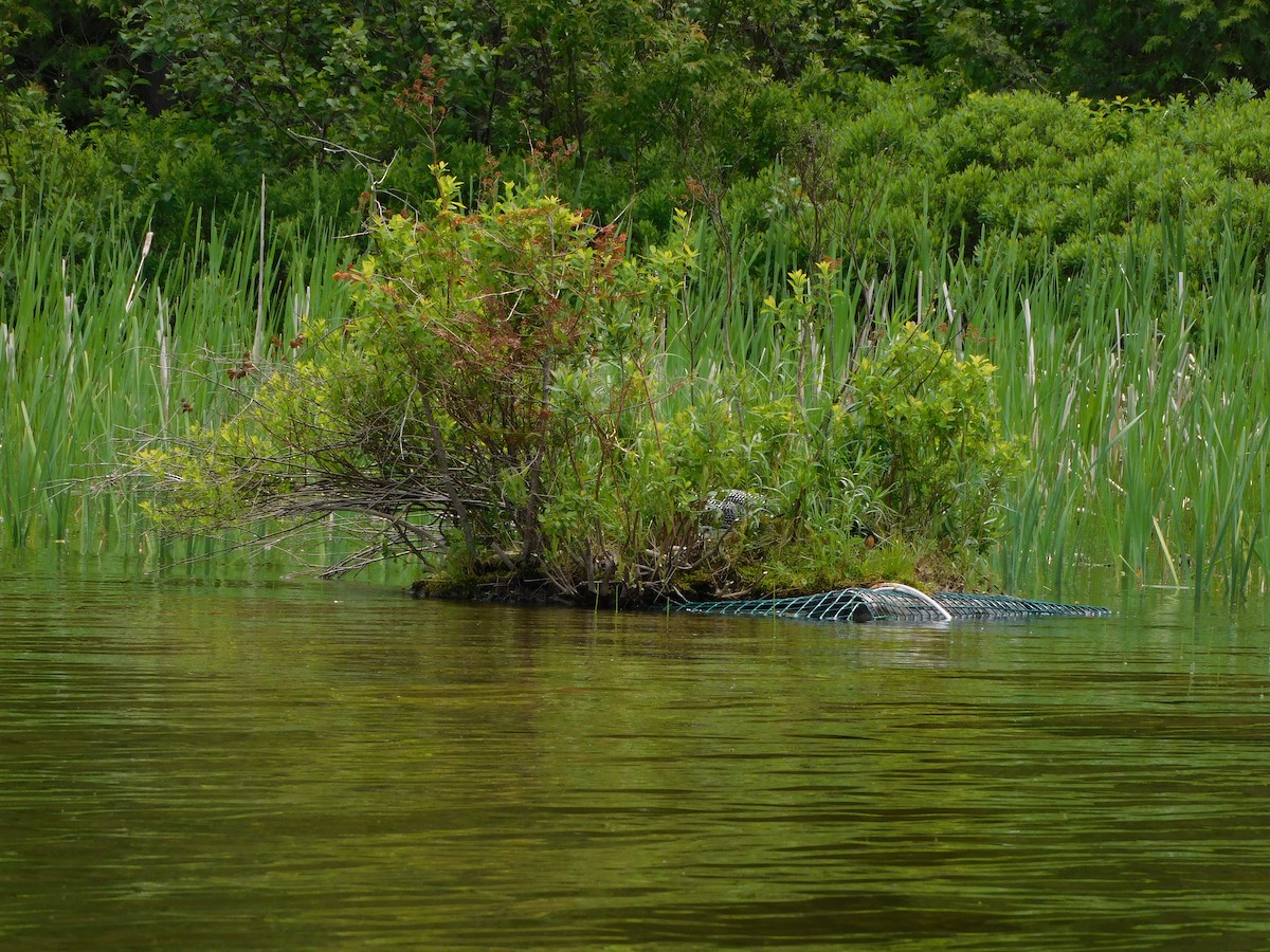 Common Loon - ML460060711