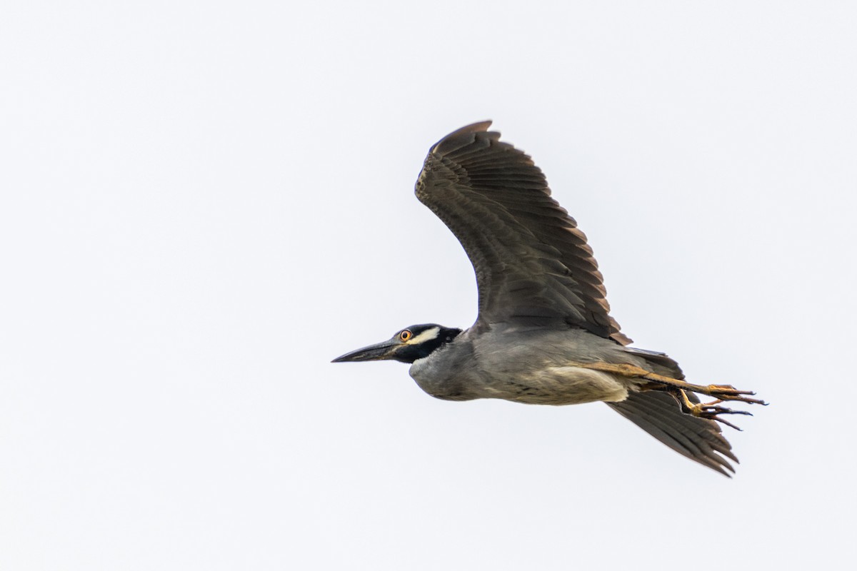 Yellow-crowned Night Heron - Jing Zhang