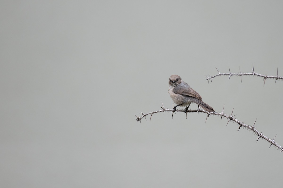 Bushtit - ML460061781