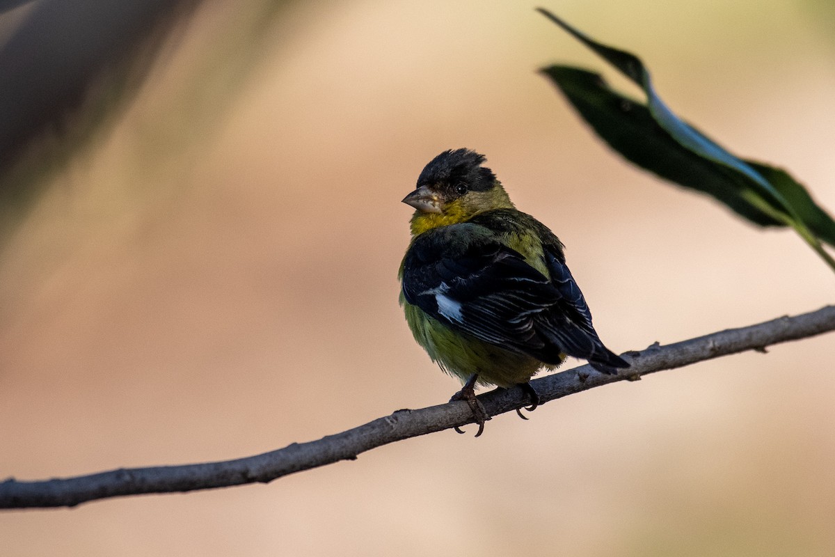 Lesser Goldfinch - ML460062271