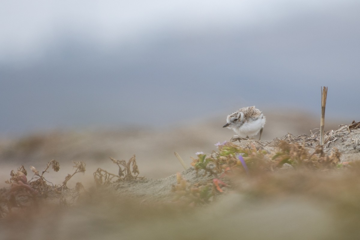 Snowy Plover - Jing Zhang