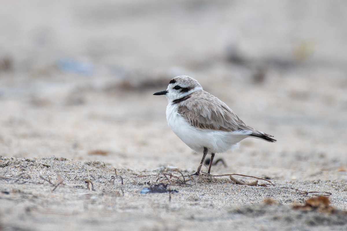 Snowy Plover - ML460062631